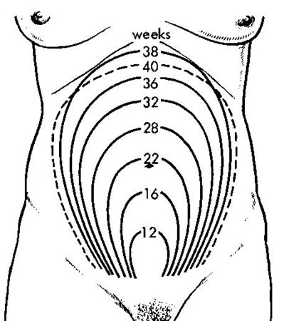 Uterus Inch Above Belly Button 16 Weeks Page 2 BabyCenter