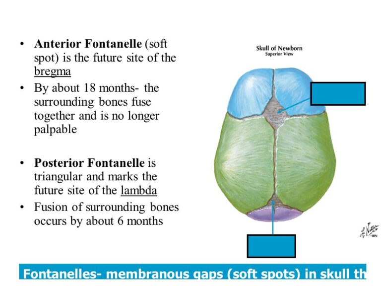 What Age Does Fontanelle Close