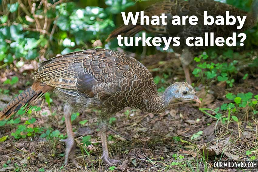 What Are Baby Turkeys Called Our Wild Yard