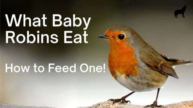 What Baby Robins Eat And How To Feed One YouTube