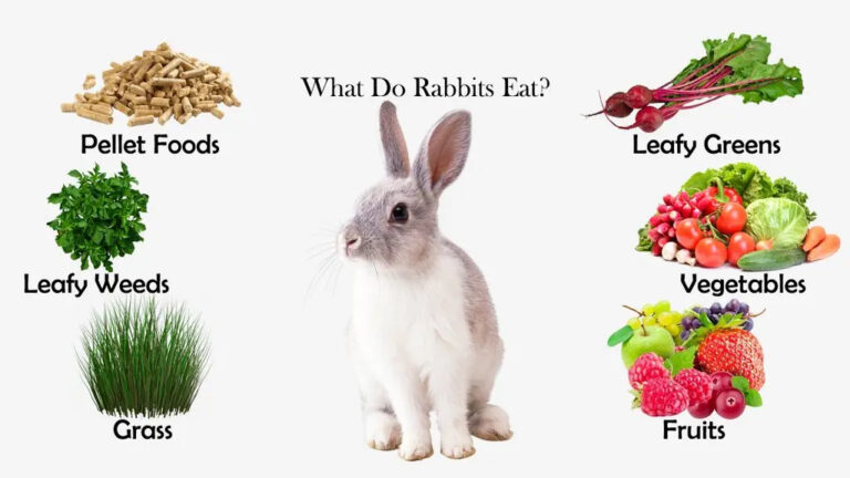 What Can Baby Bunnies Eat List At Suzie Miller Blog