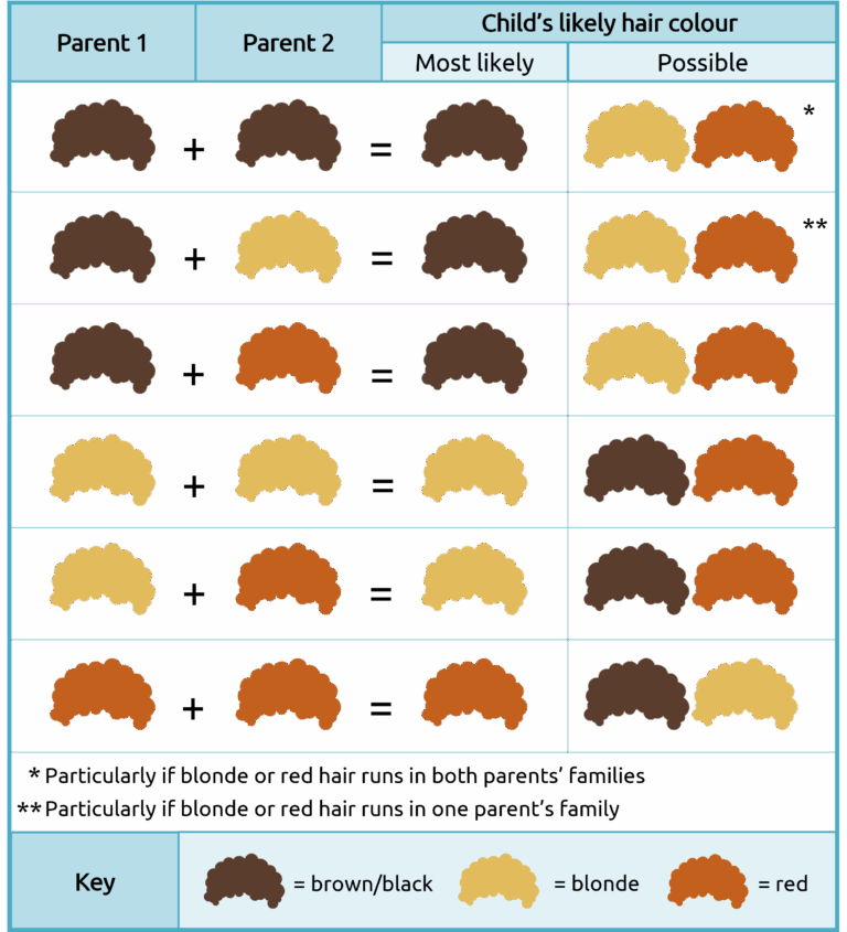What Color Hair Will My Baby Have A Guide To Hair Color Genetics 