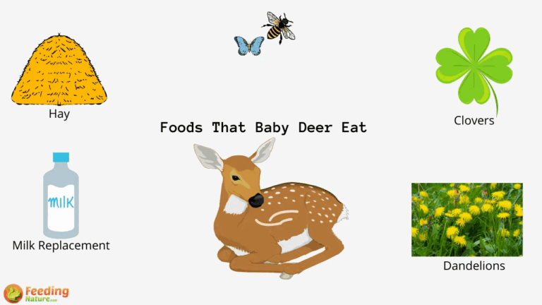 What Do Baby Deer Eat Feeding Nature