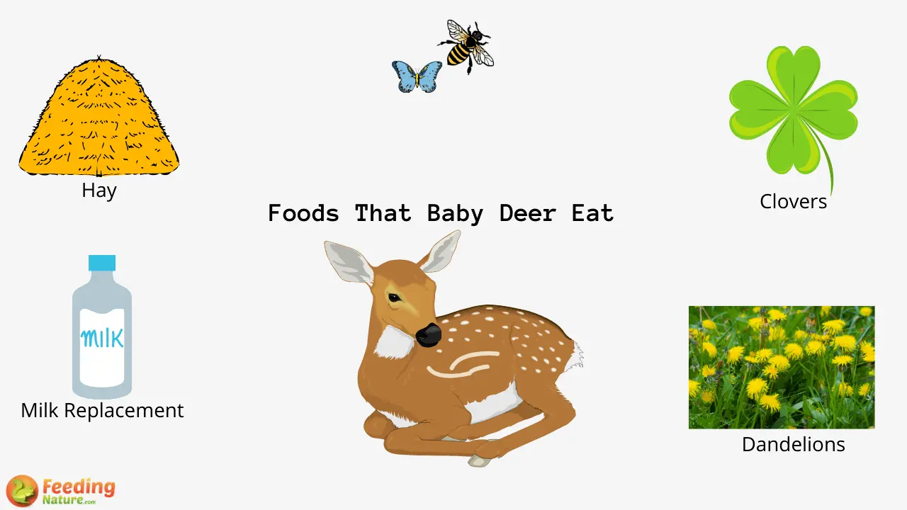 What Do Baby Deer Eat Feeding Nature