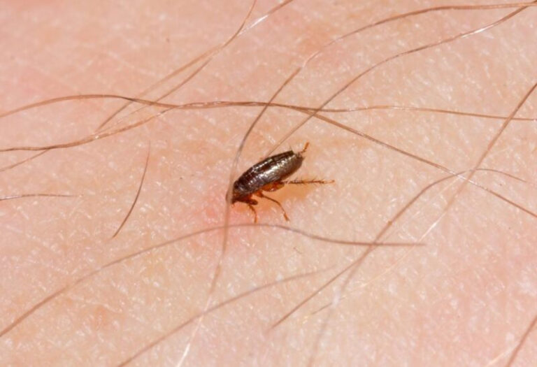 What Do Baby Fleas Look Like Identification Habitat And Control 