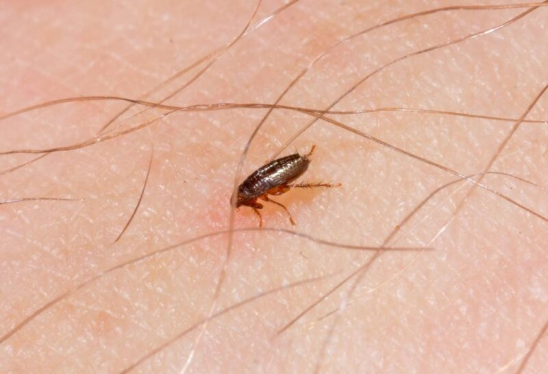 What Do Baby Fleas Look Like Identification Habitat And Control 
