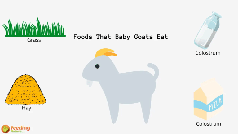 What Do Baby Goats Eat Feeding Nature