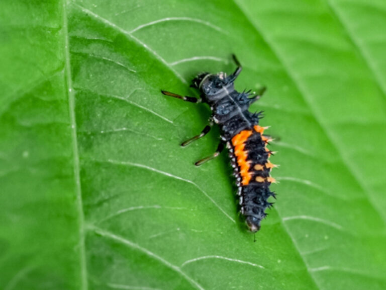 What Do Baby Ladybugs Look Like Katynel