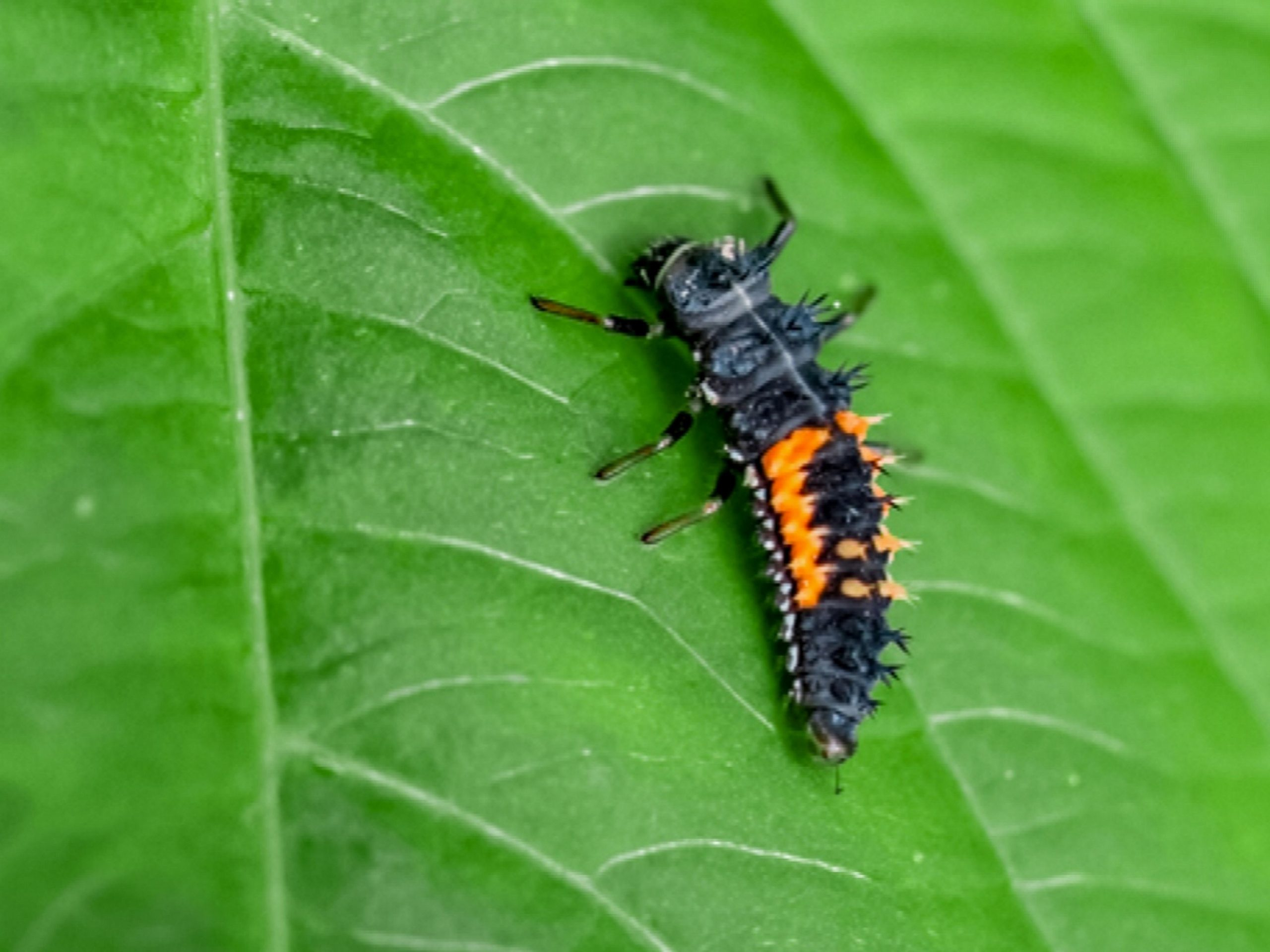What Do Baby Ladybugs Look Like Katynel