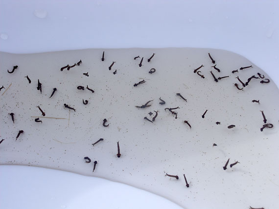 What Do Baby Mosquitoes Look Like Classified Mom