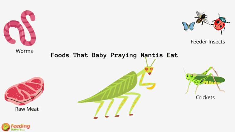 What Do Baby Praying Mantis Eat Feeding Nature