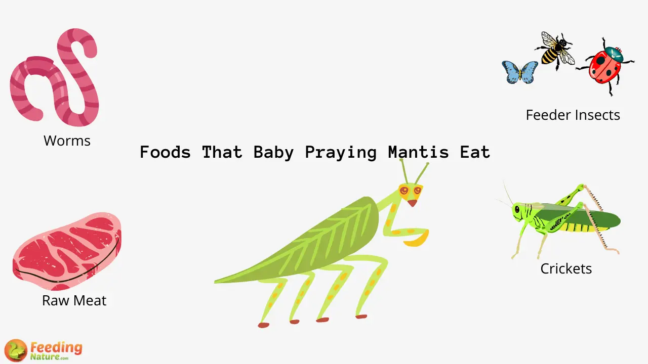 What Do Baby Praying Mantis Eat Feeding Nature