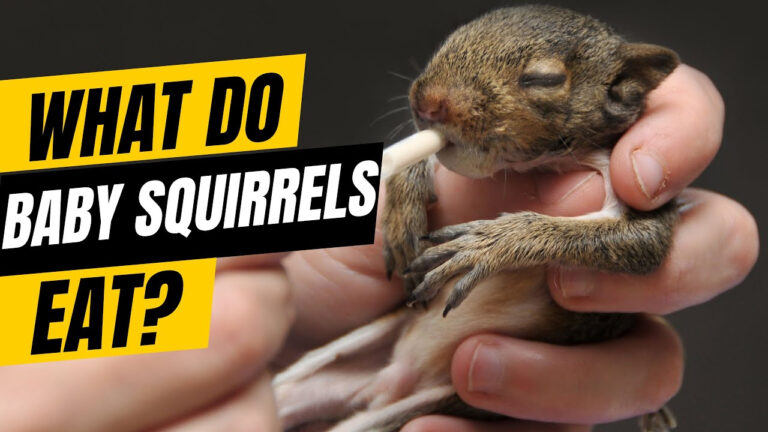 What Do Baby Squirrels Eat Feeding Baby Squirrels For Beginners 