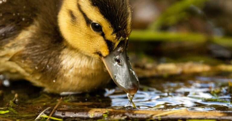 What Do Ducklings Eat 13 Foods For Baby Ducks A Z Animals