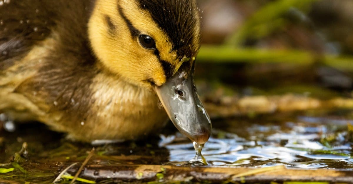 What Do Ducklings Eat 13 Foods For Baby Ducks A Z Animals