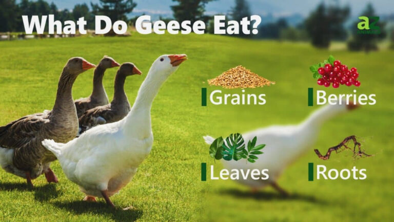 What Do Geese Eat A Z Animals