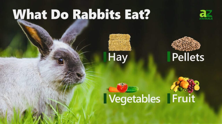 What Do Rabbits Eat A Z Animals