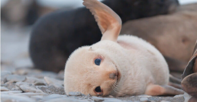 What s A Baby Seal Called 5 More Amazing Facts A Z Animals