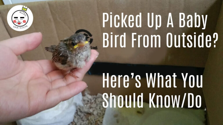 What To Do If I Pick Up A Baby Bird How To Take Care Of A Bird YouTube