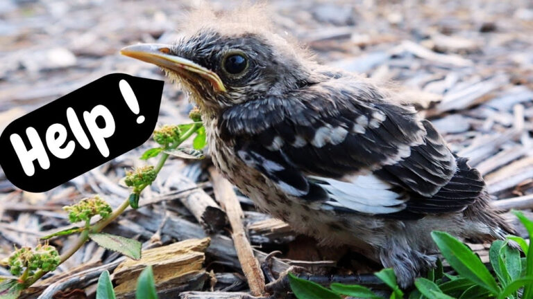 What To Do With A Baby Bird Fallen Out Of Nest YouTube