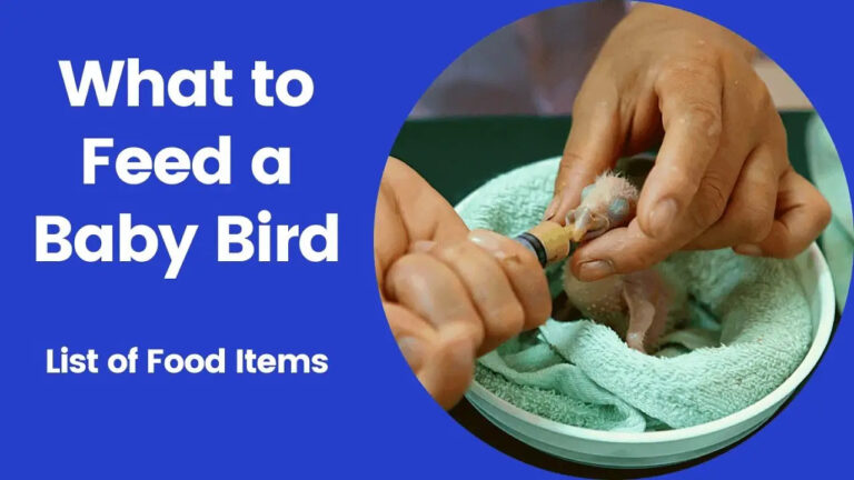 What To Feed A Baby Bird What To Feed Baby Birds