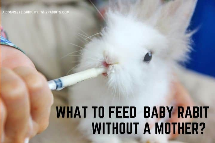 What To Feed Baby Rabbits Without A Mother Whyrabbits Com